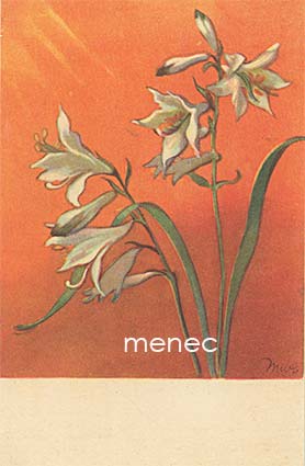 Wendelin, Martta - Valkoisia liljoja 