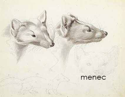 Wright, Wilhelm von - Näätiä 